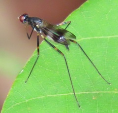 Hybobata fuelleborni
