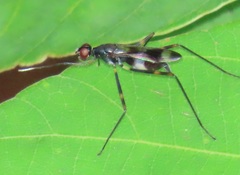 Hybobata fuelleborni