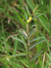 Chamaecrista plumosa
