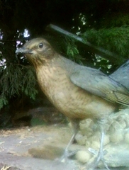 Turdus merula
