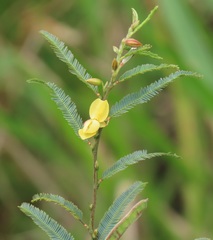Chamaecrista plumosa