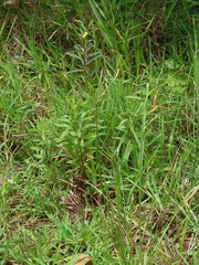 Chamaecrista plumosa