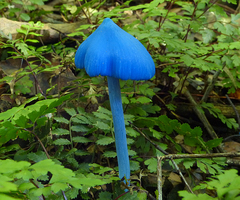 Entoloma hochstetteri
