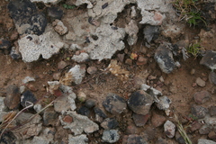 Tribolium hispidum