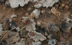 Tribolium hispidum