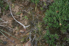 Tribolium hispidum