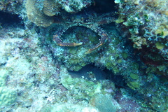 Mithrax