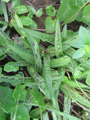 Ledebouria asperifolia