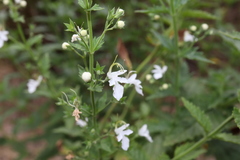 Teucrium corymbosum