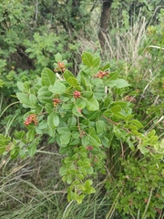 Searsia divaricata