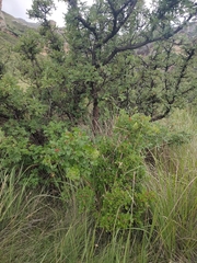 Searsia divaricata