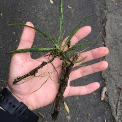 Thrixspermum formosanum