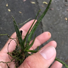 Thrixspermum formosanum