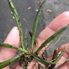 Thrixspermum formosanum