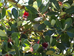 Zosterops lateralis chloronotus