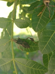 Leptoglossus