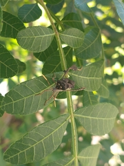 Leptoglossus