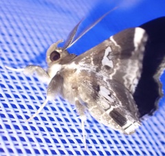 Claterna gracillodina