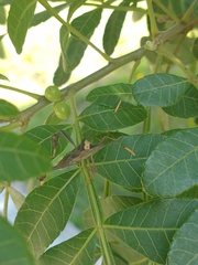 Leptoglossus