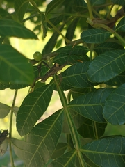 Leptoglossus
