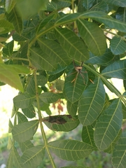 Leptoglossus
