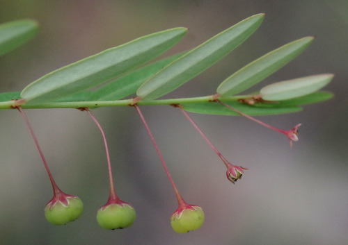 Phyllanthus simplex iNat (2)