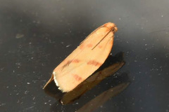 Clepsis pallidana
