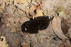 Lexias albopunctata albopunctata