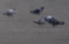 Columba livia domestica