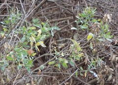 Baccharis halimifolia