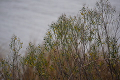 Baccharis halimifolia