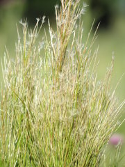 Schizachyrium condensatum