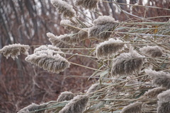 Phragmites australis