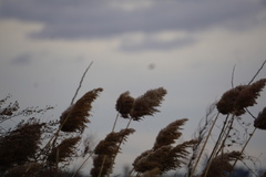 Phragmites australis