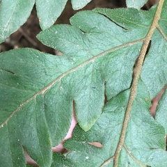 Tectaria fuscipes