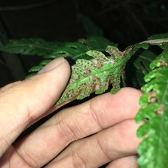 Tectaria fuscipes