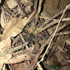 Tectaria fuscipes