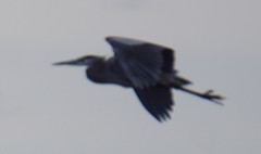 Ardea herodias