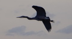 Ardea herodias