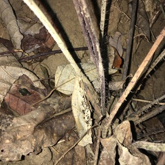 Tectaria fuscipes