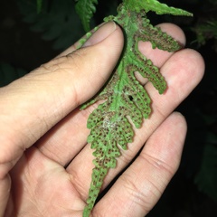 Tectaria fuscipes