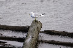 Larus delawarensis