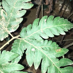 Tectaria fuscipes