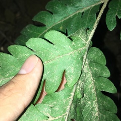 Tectaria fuscipes