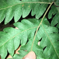 Tectaria fuscipes