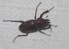 Cacostomus squamosus