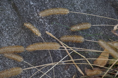 Setaria pumila