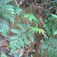 Tectaria fuscipes
