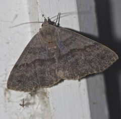 Ophyx eurrhoa