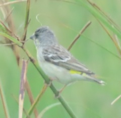 Crithagra citrinipectus